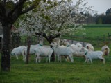 fromage de chevre