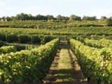 vignoble-bourgueil