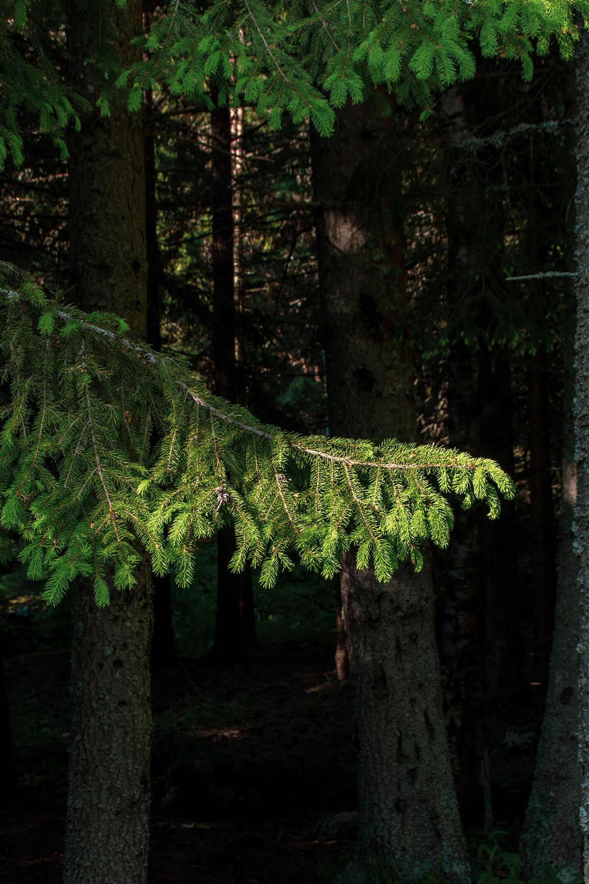 Forest hiking trail