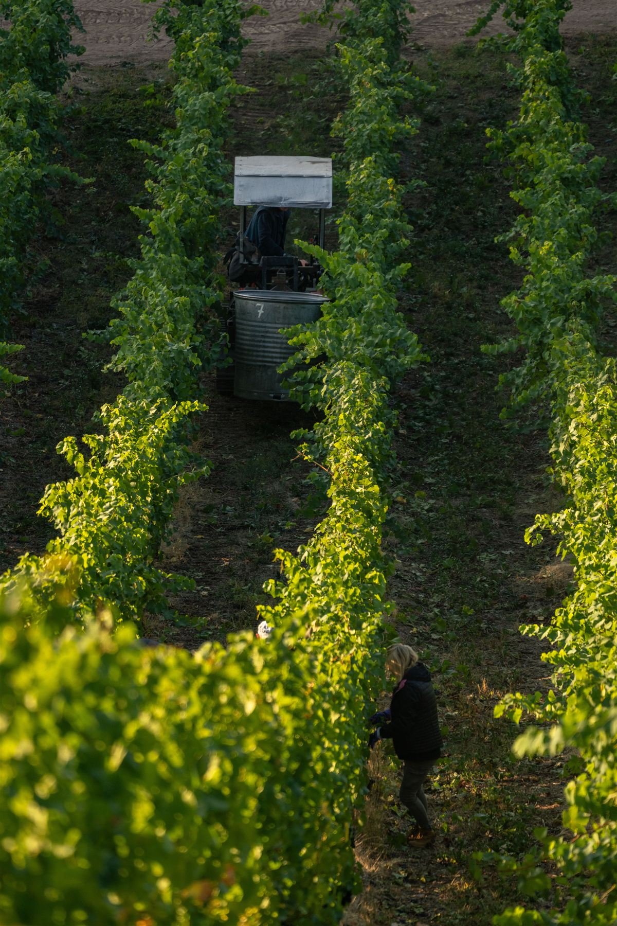 Rows of vines in the Bourgueil vineyard