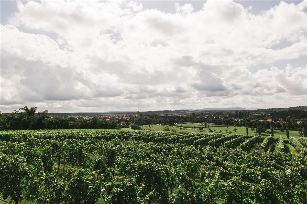 Chinon vineyard in Touraine